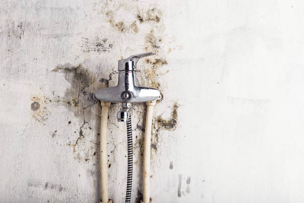 Best Mold Damage Repair  in Centennial, CO