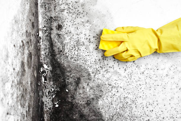 Professional Mold Removal in Centennial, CO