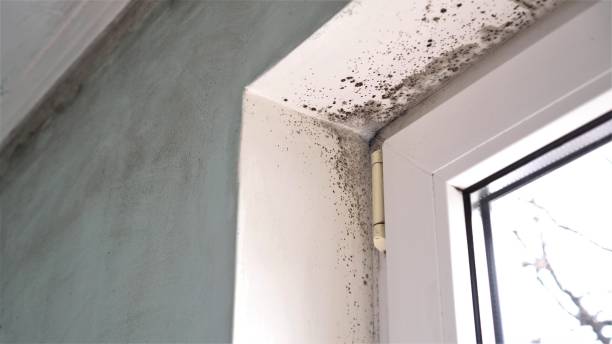 Certified Mold Removal in Centennial, CO