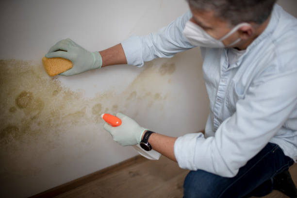 Best Home Mold Removal  in Centennial, CO