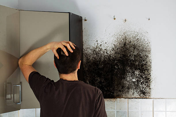 Best Commercial Mold Removal  in Centennial, CO