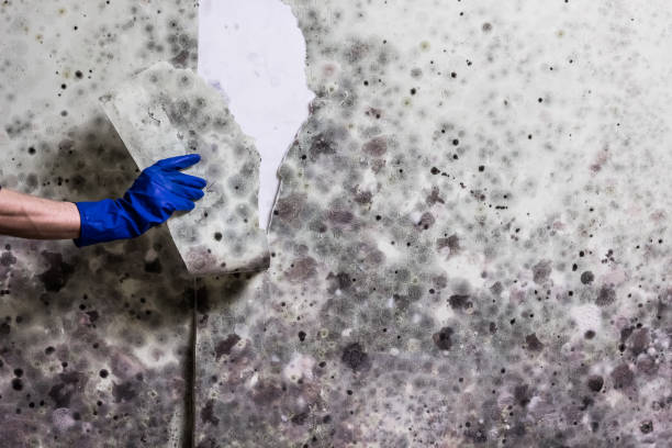 Best Toxic Mold Removal  in Centennial, CO